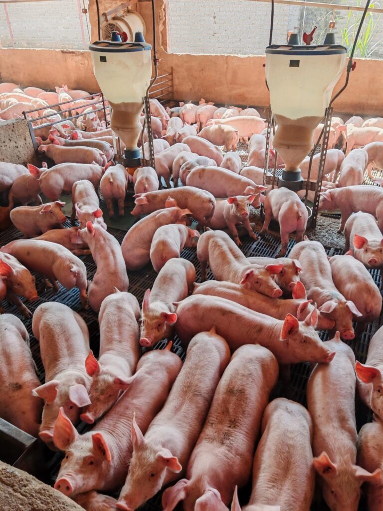 pigs