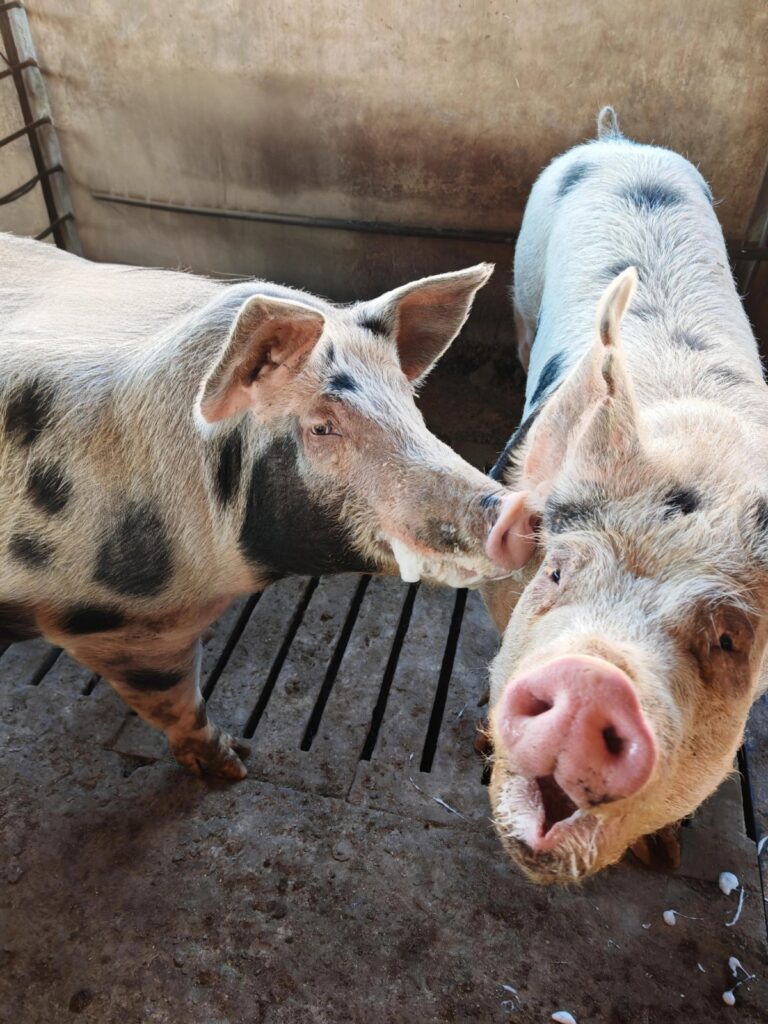 pigs 2