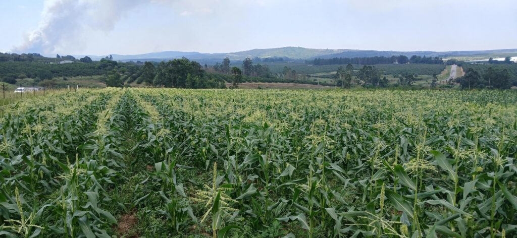 plantations
